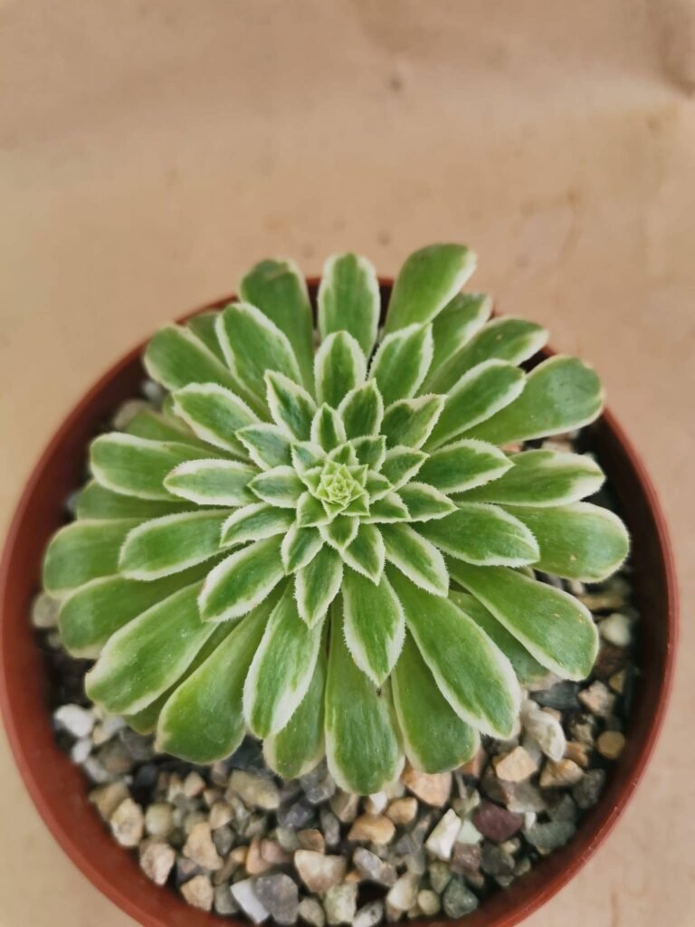 Aeonium Tabuliforme Variegata