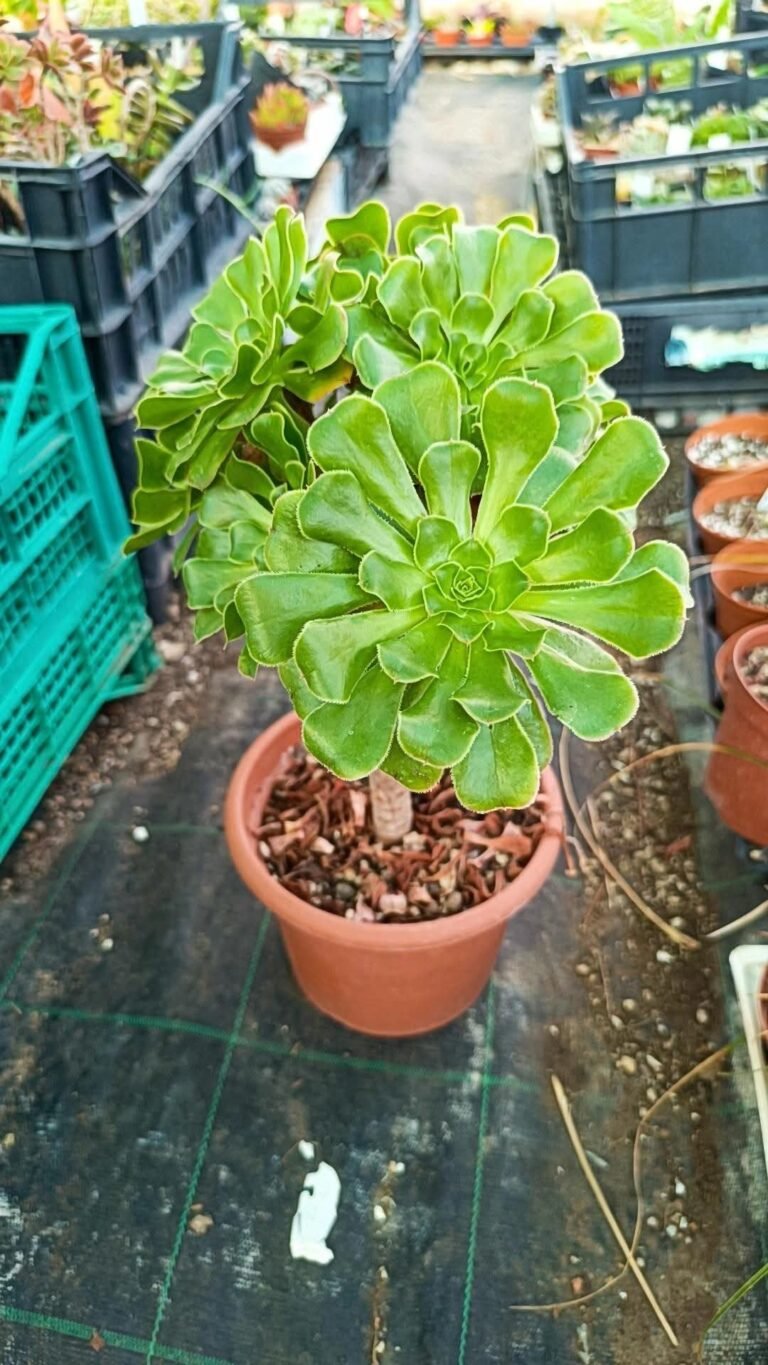 Aeonium arboreum big a cespuglio