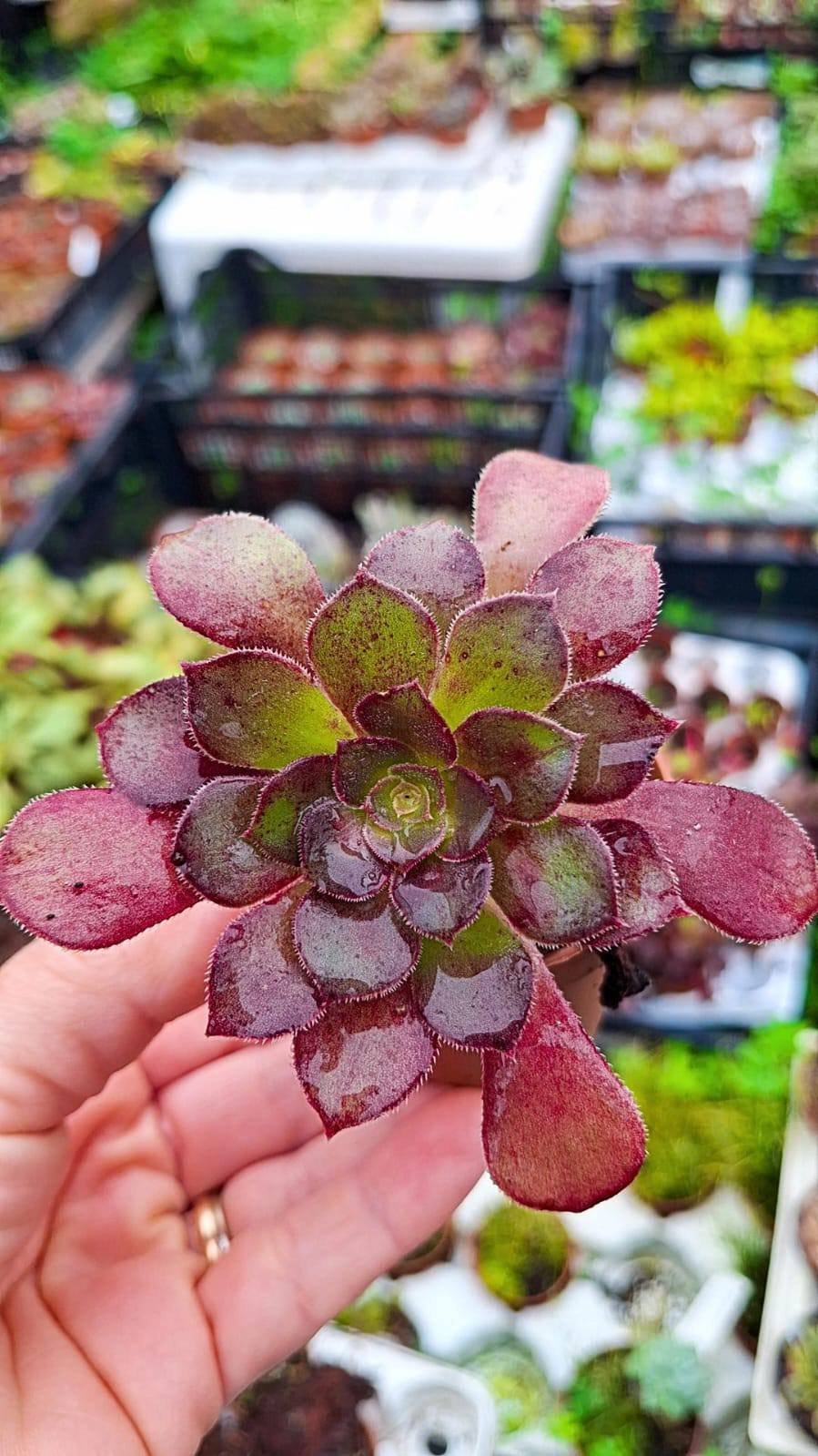Aeonium Atropurpureum