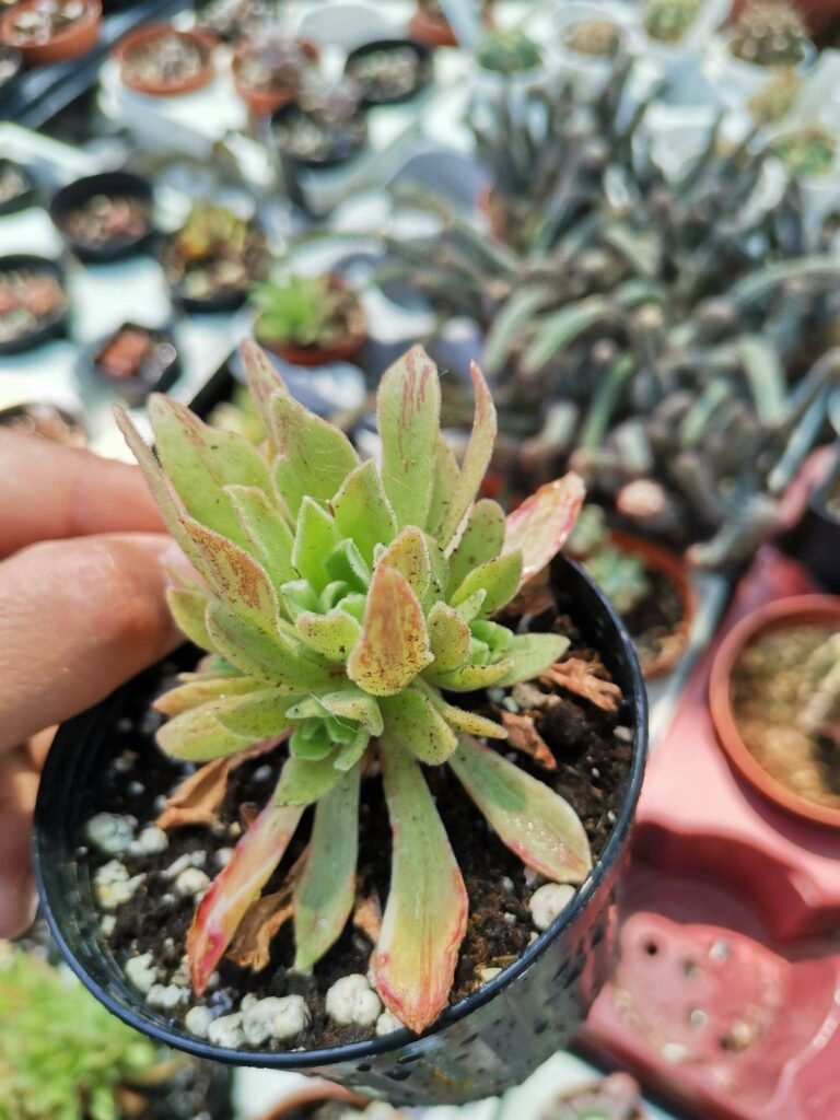 Aeonium Ballerina