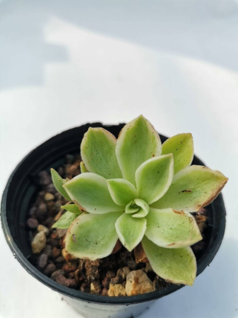Aeonium Ballerina Variegata