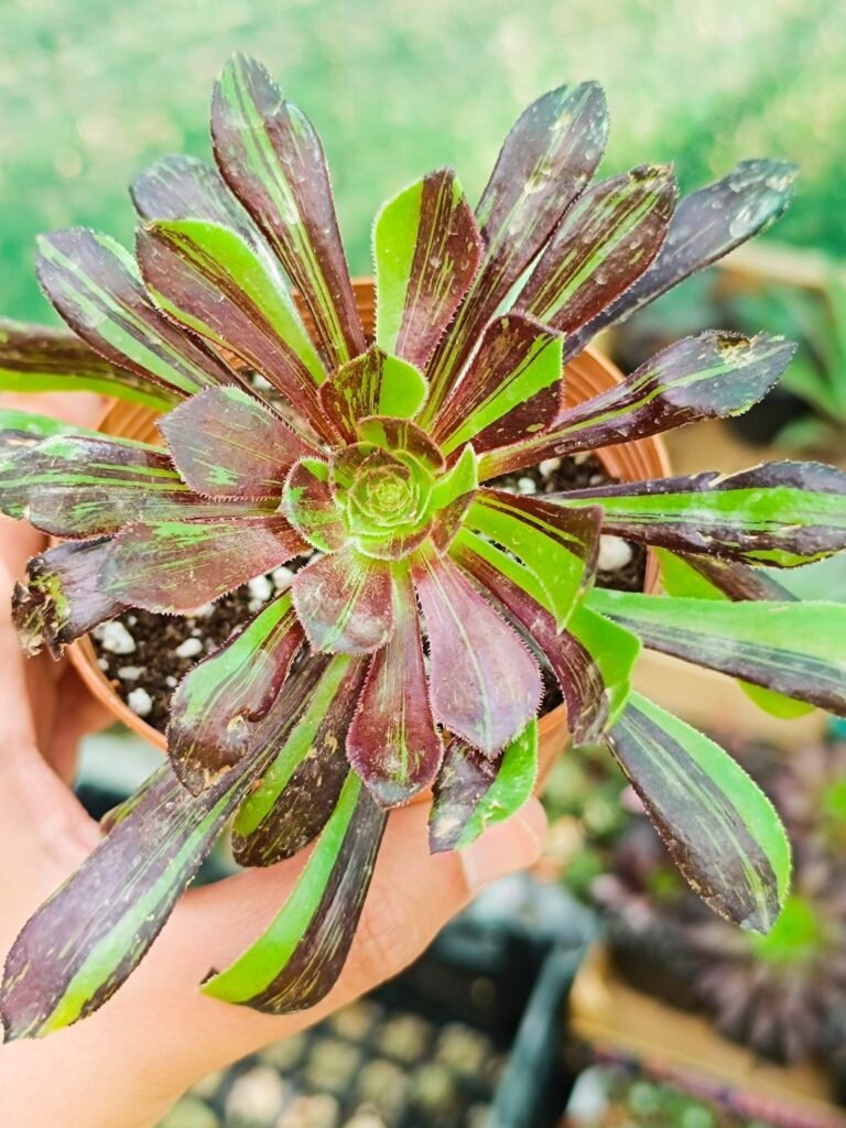 Aeonium Big Bang