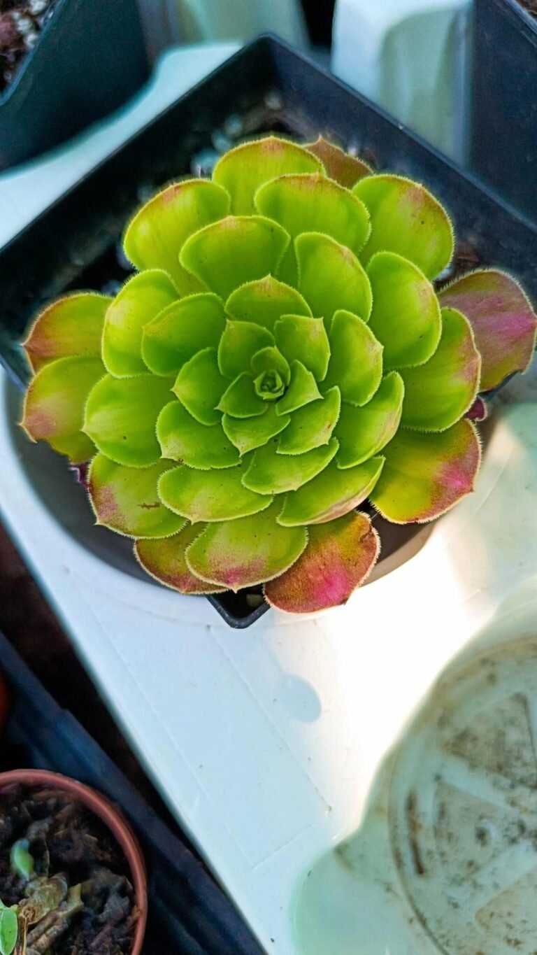 Aeonium bronze face korean