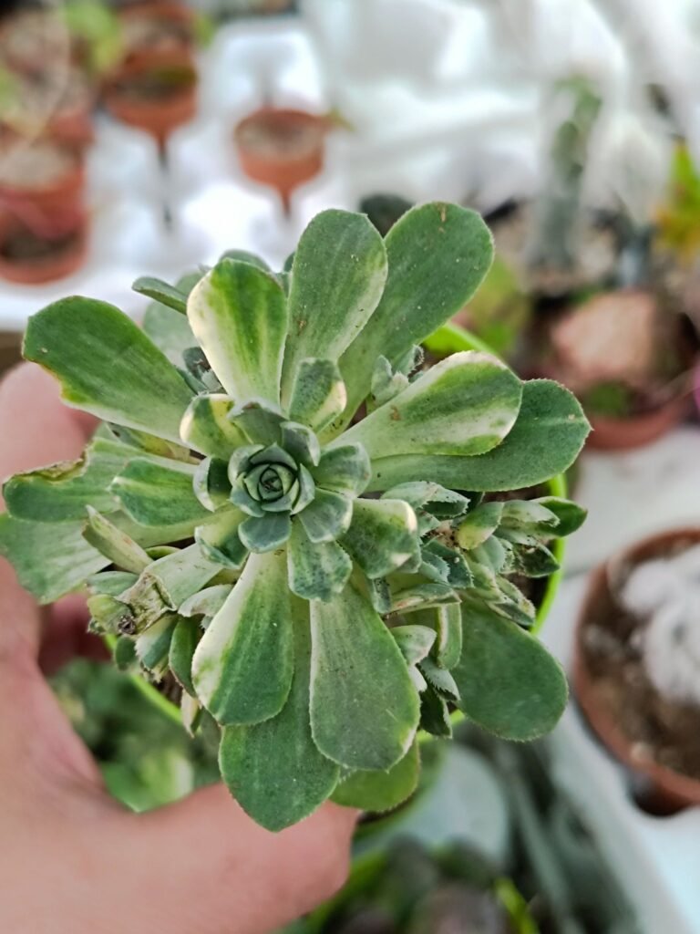 Aeonium Castello-Paivae Variegata ‘suncup’