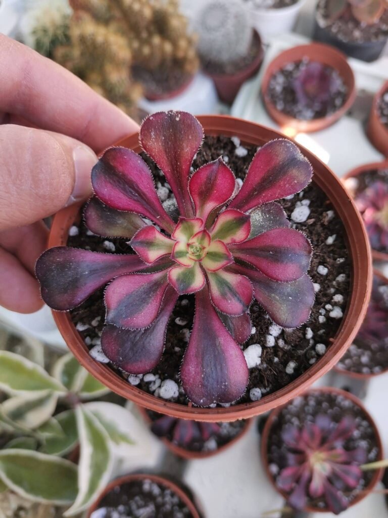 Aeonium ‘Chanel’ Korean