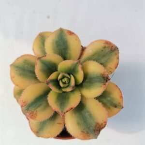Aeonium Dream Tricolor Kiwi Variegata