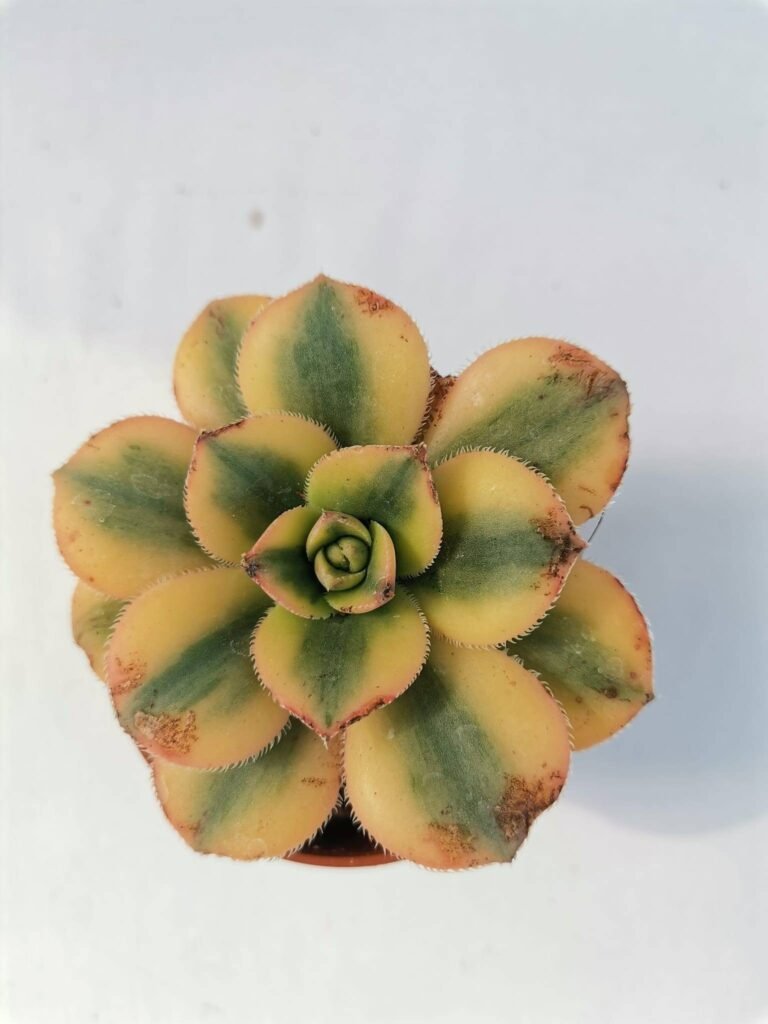 Aeonium Dream Tricolor Kiwi Variegata