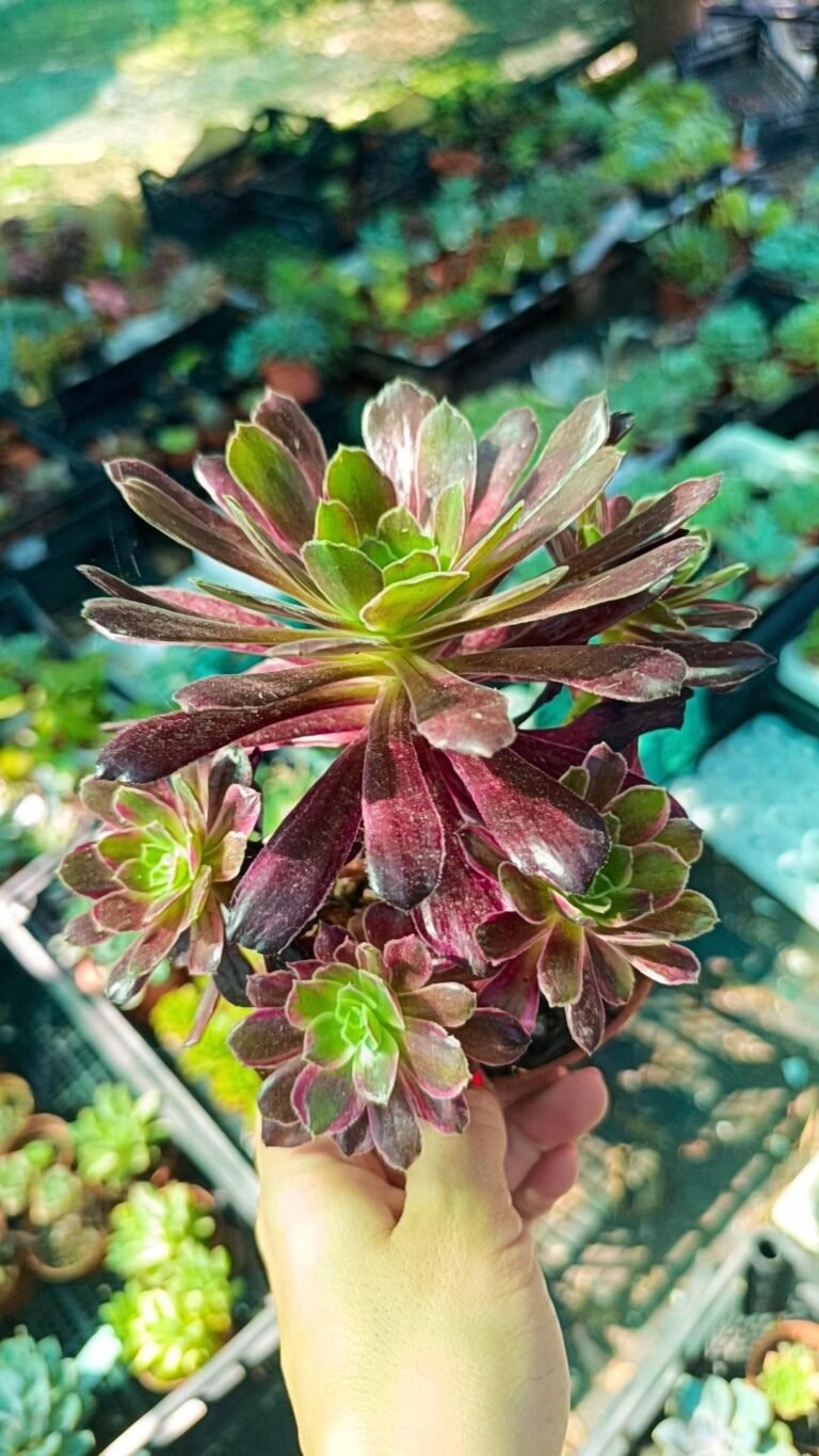 Aeonium Eden korean