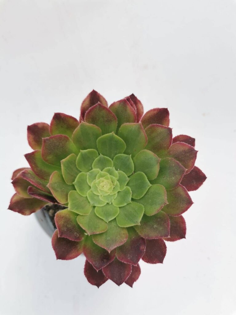 Aeonium Fiesta