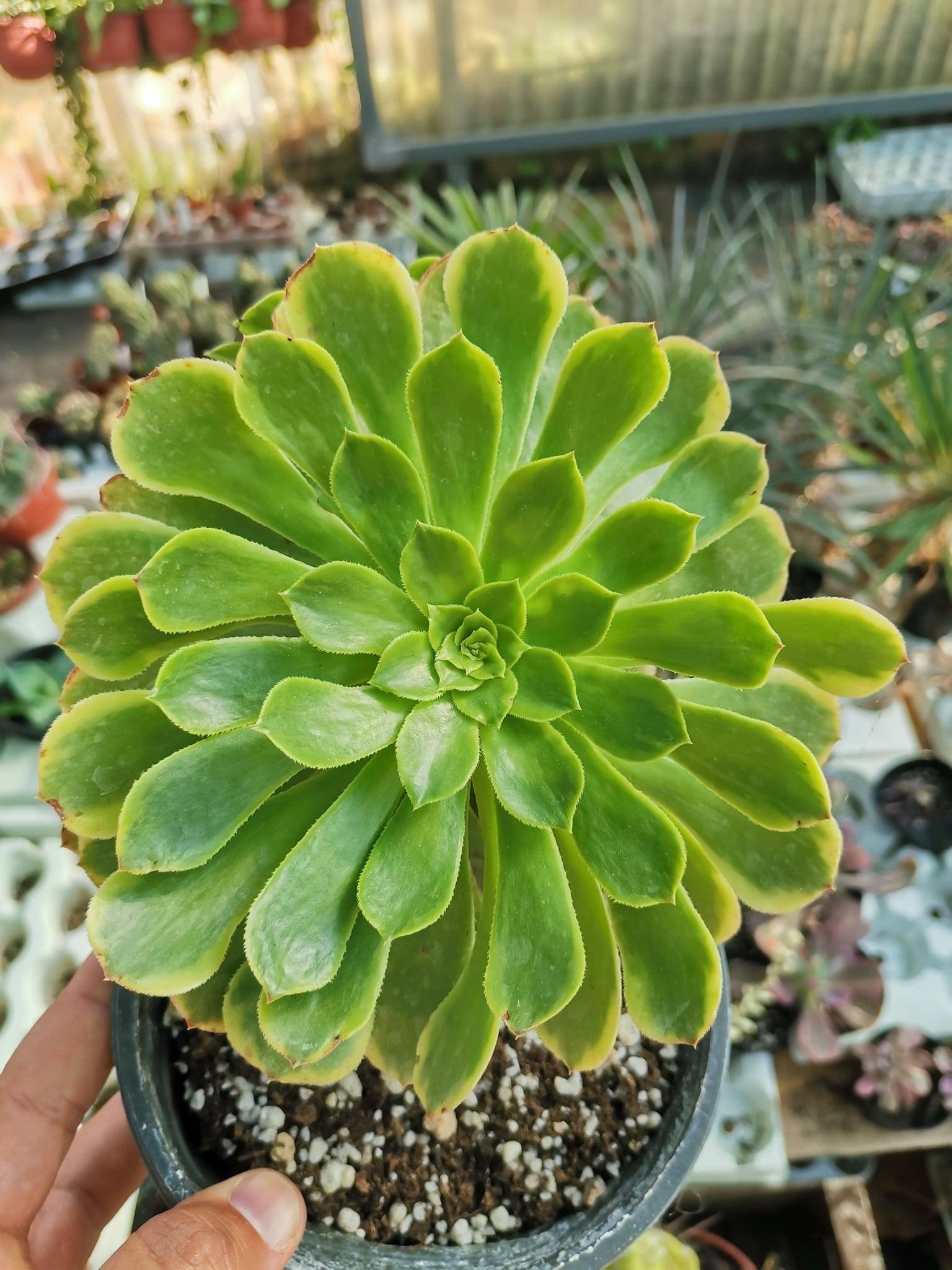 Aeonium Fiesta