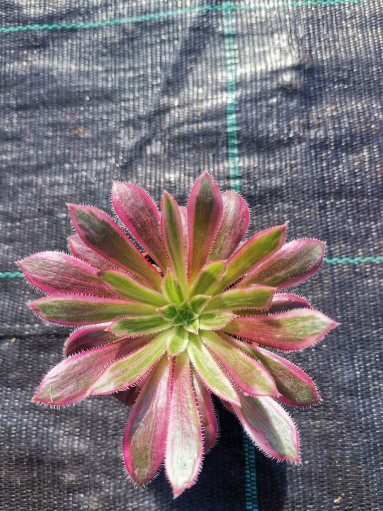 Aeonium Firecracker Variegata