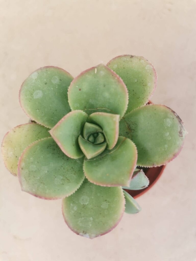Aeonium Haworthii Kiwi