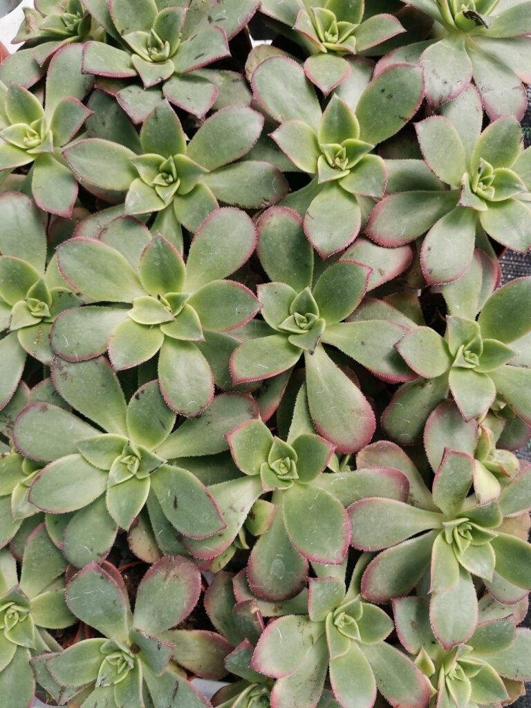 Aeonium Haworthii Kiwi