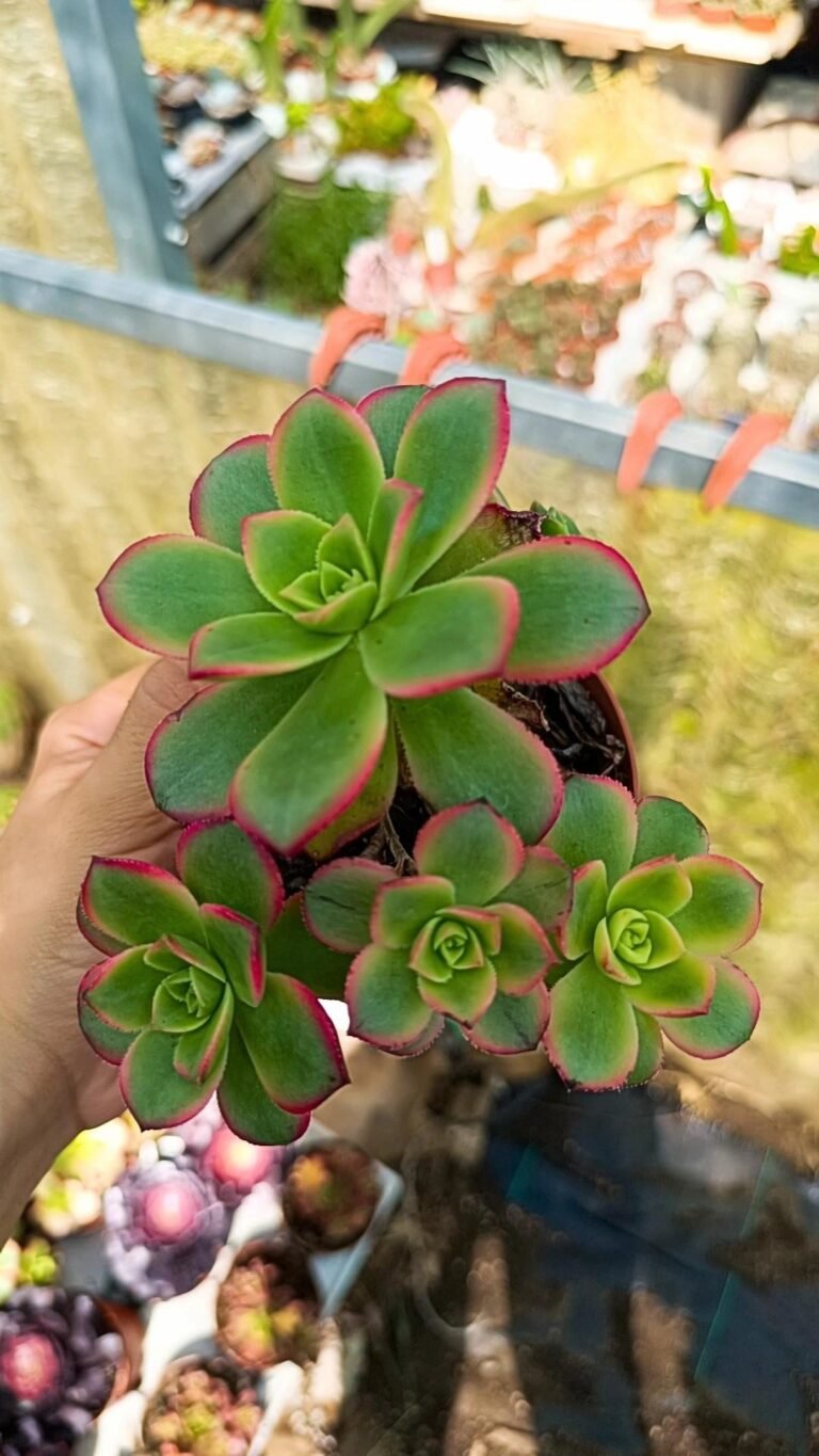 Aeonium Haworthii Kiwi Nana Variegata