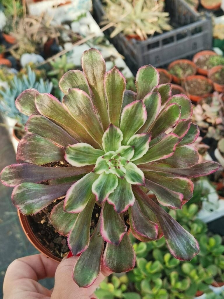 Aeonium Ink Painting