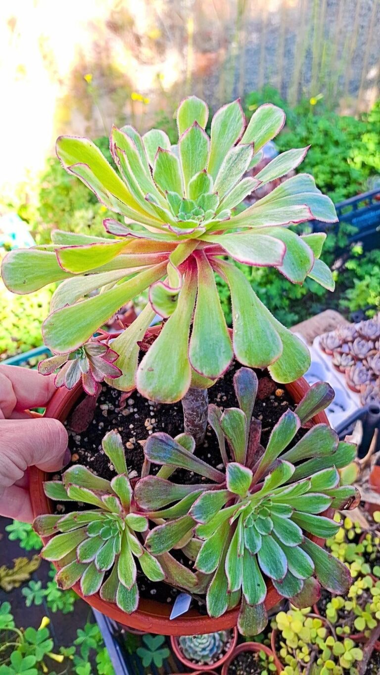 Aeonium Ink Painting