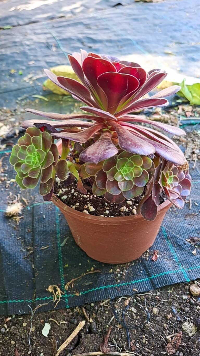 Aeonium Kilimanjaro Korean cluster