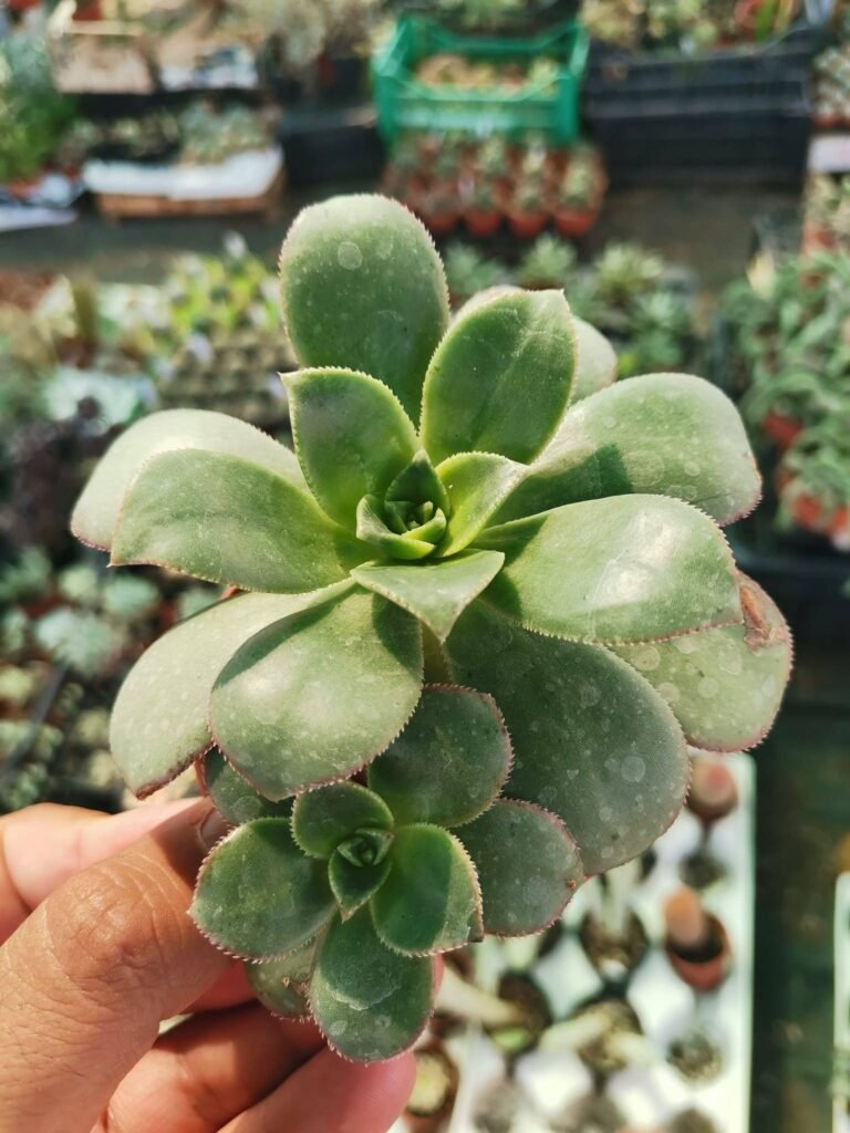 Aeonium Kiwi