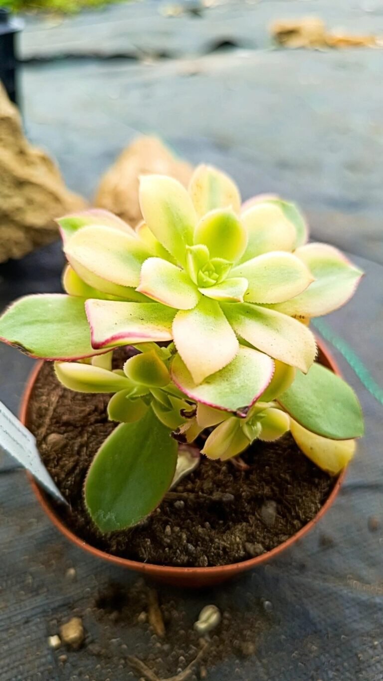 Aeonium Kiwiano Variegata