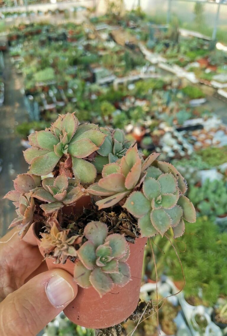 Aeonium Leucoblepharum Crestata