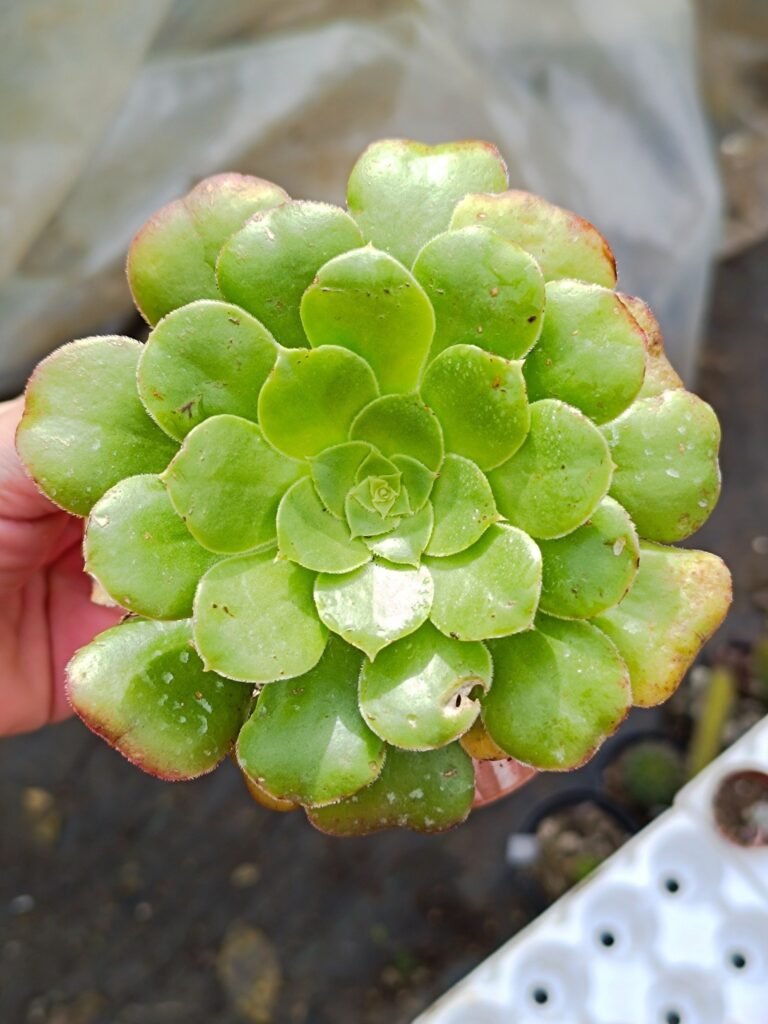 Aeonium Magnificum