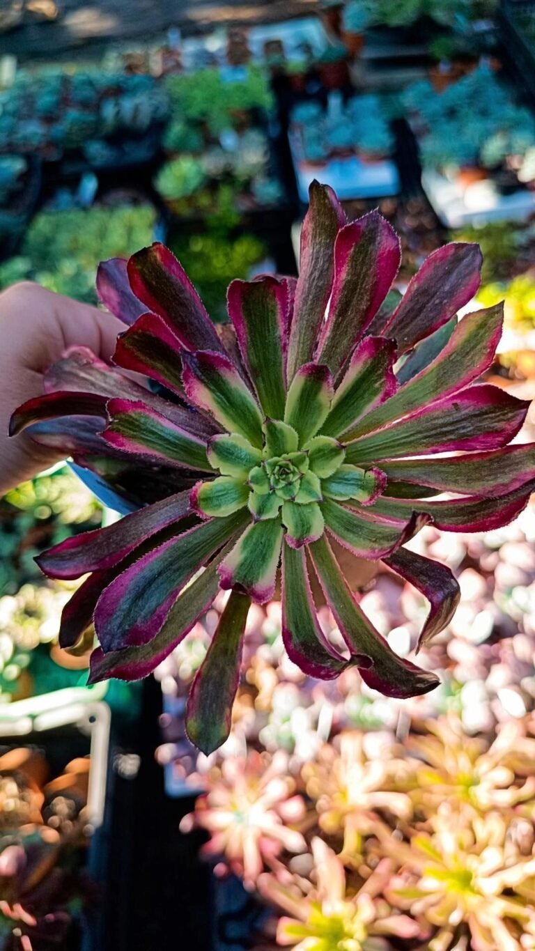 Aeonium Mardi Grass