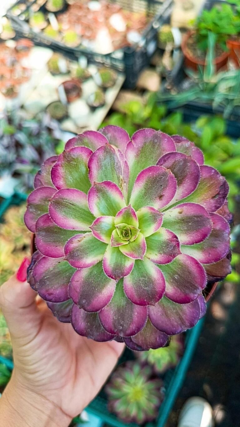 Aeonium Mardi Grass