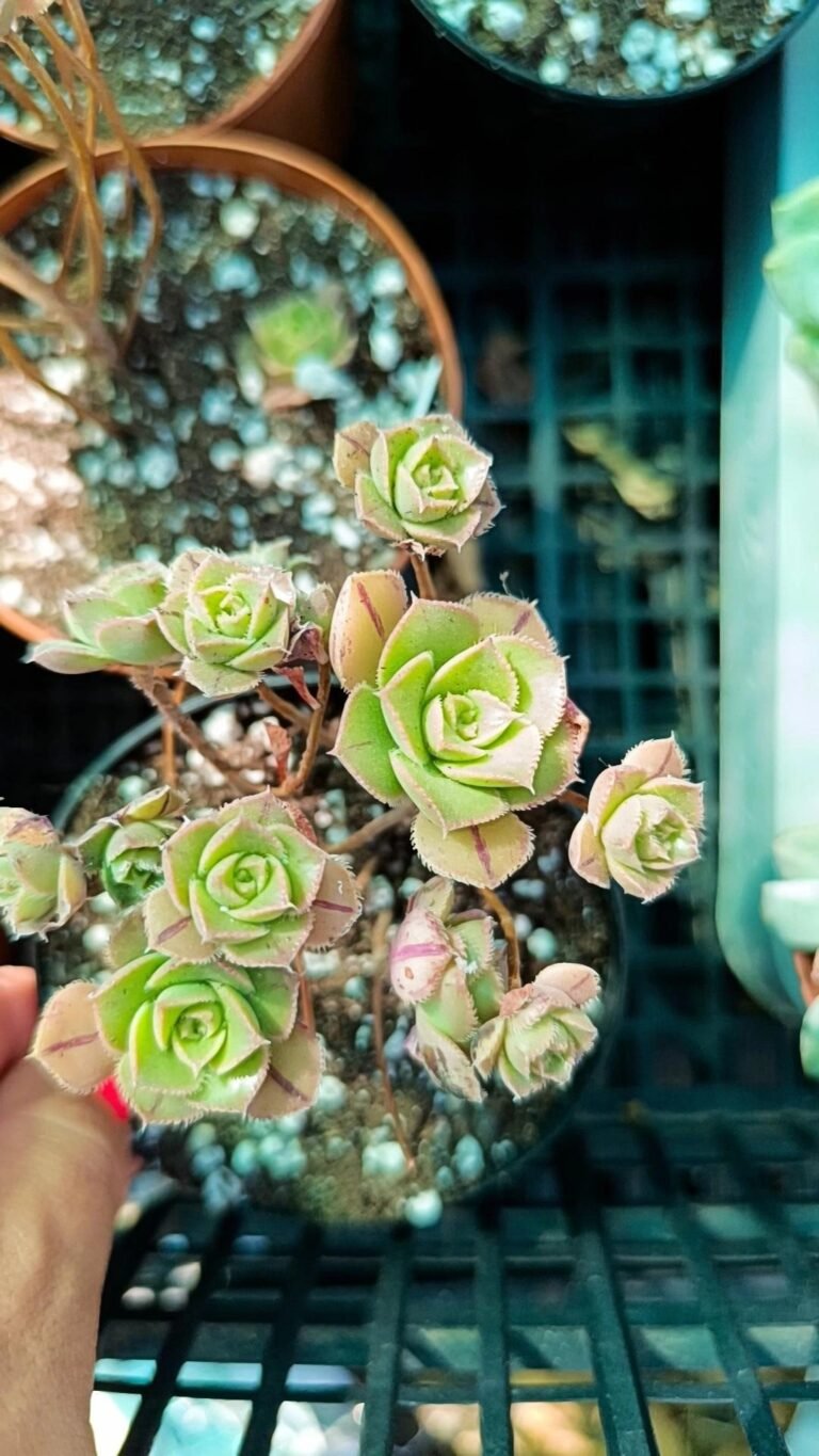 Aeonium Mascaense