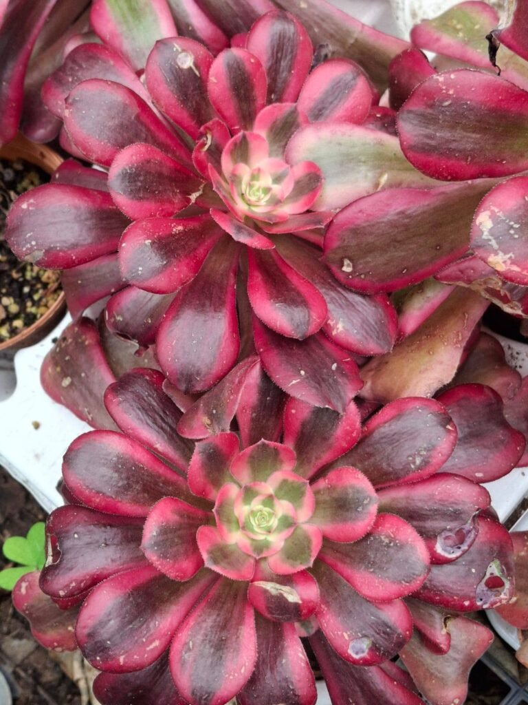 Aeonium Medusa Korean