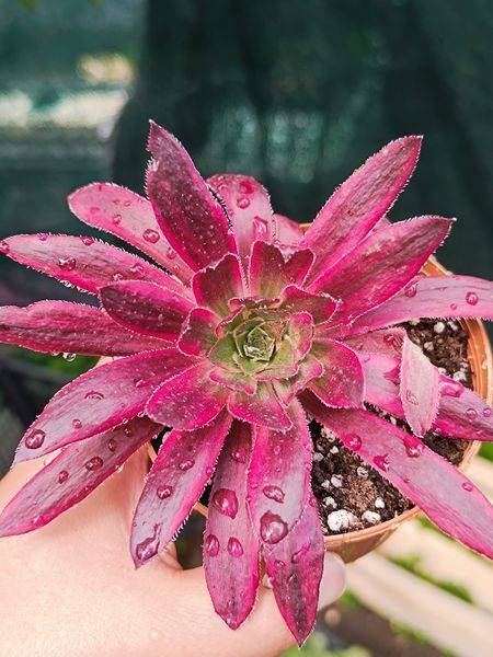 Aeonium Peacock Variegata Korean