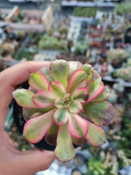 Aeonium Pink Daisy Korean Variegata