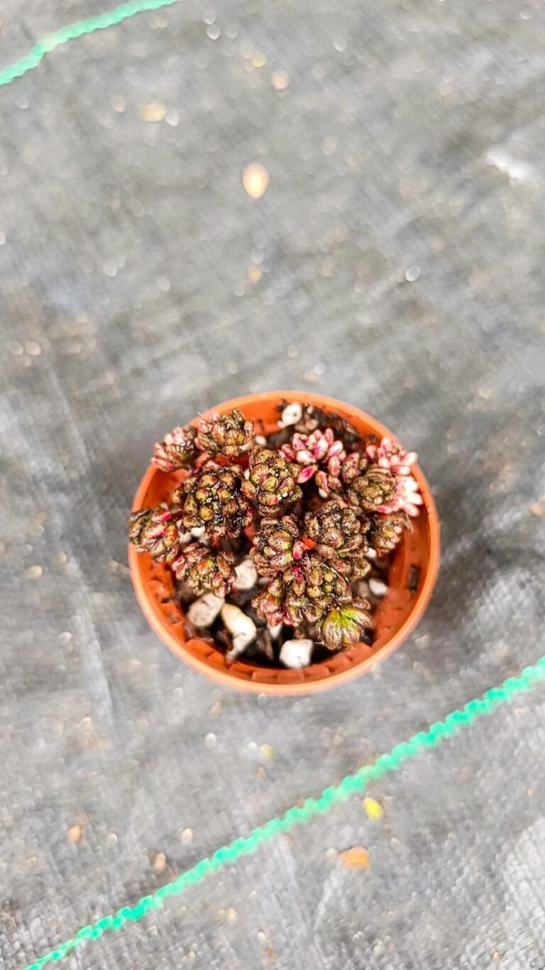 Aeonium Sedulifolium Variegata Korean