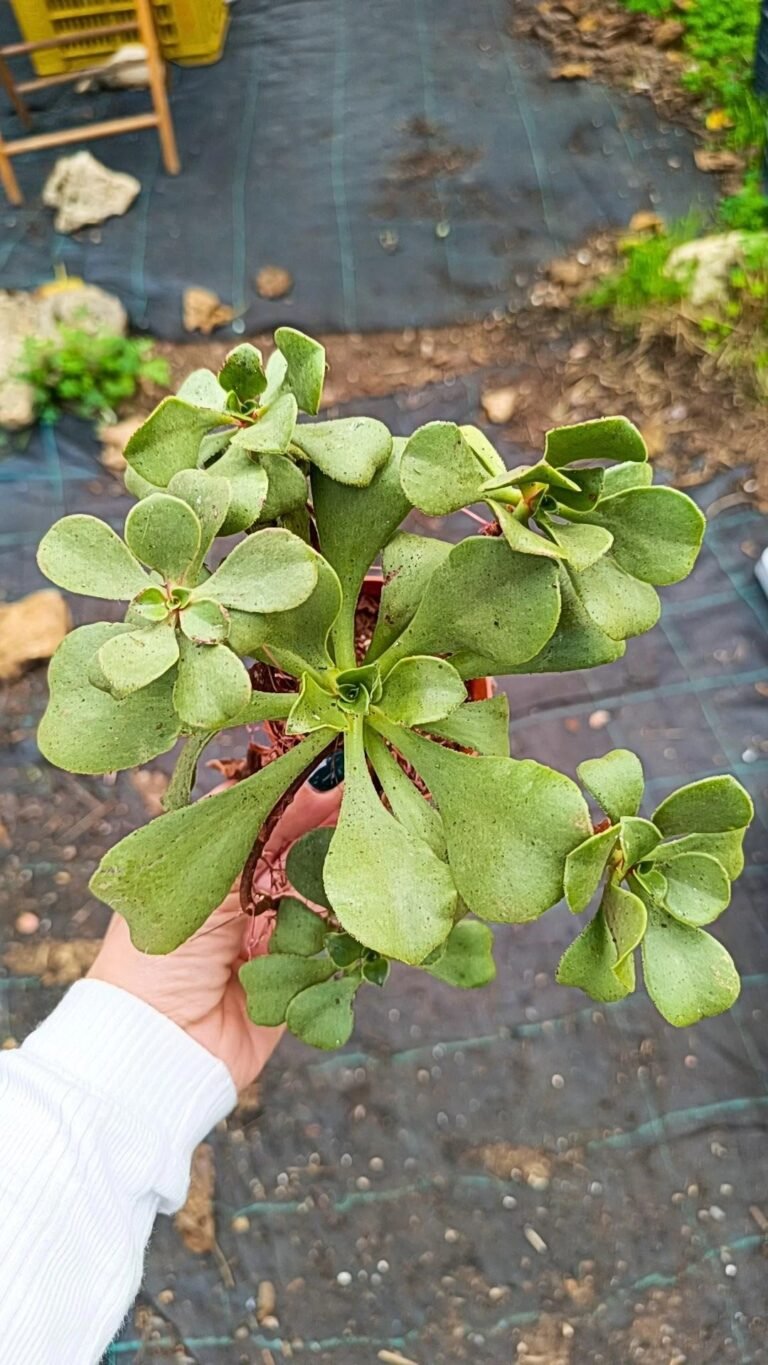 Aeonium sp
