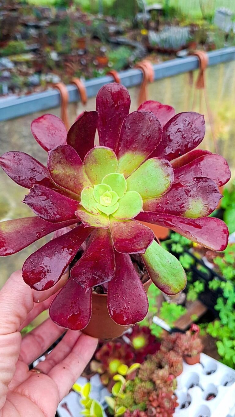 Aeonium sp