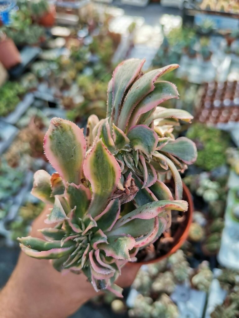 Aeonium Sunburst Crestata Variegata