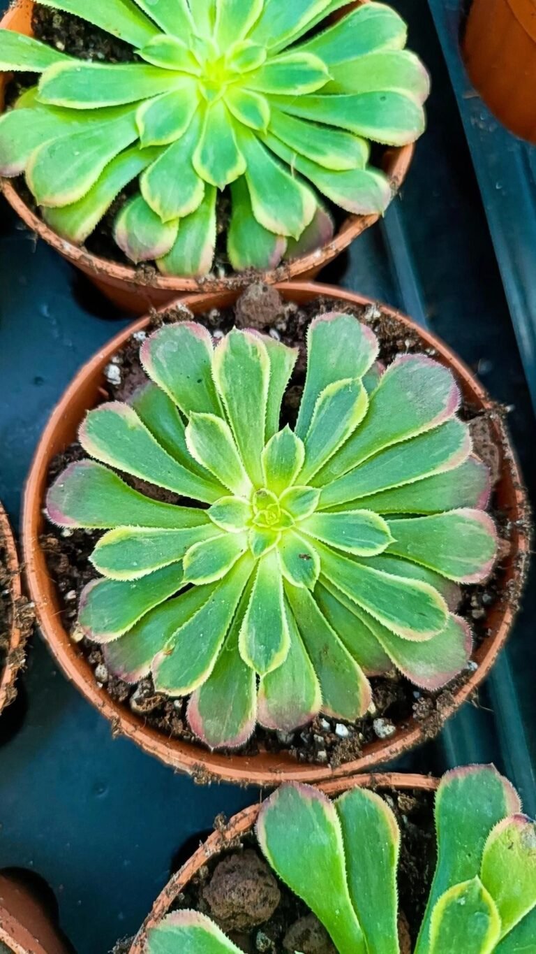 Aeonium Sunrise Variegata Korean