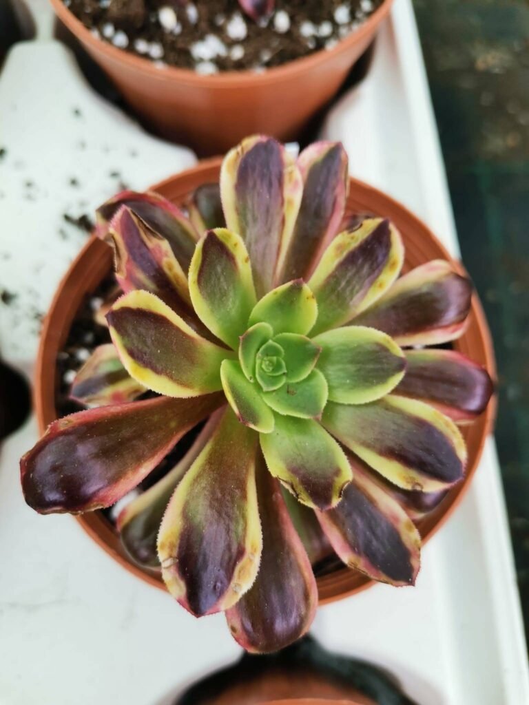 Aeonium Super Bang Korean