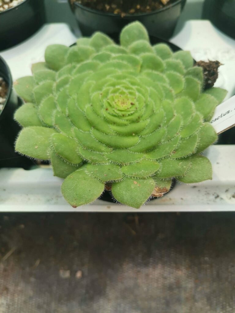 Aeonium Tabularis