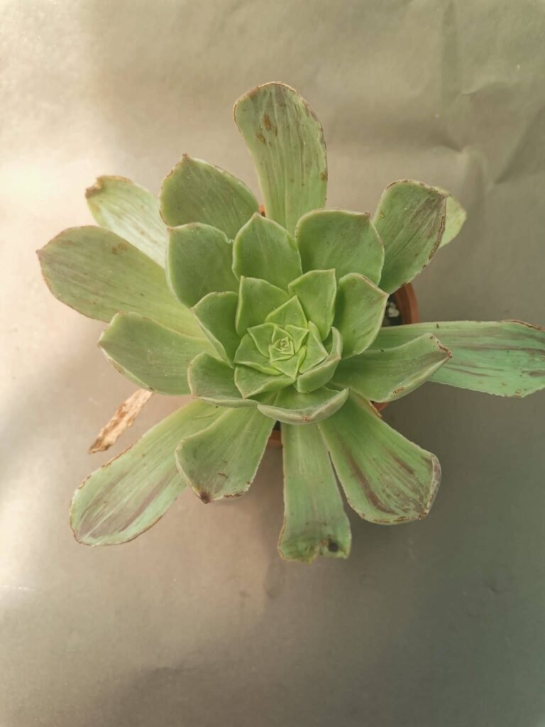 Aeonium Taeyang Korean