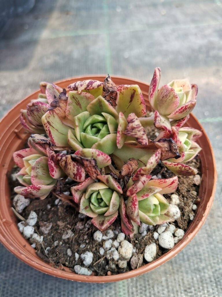 Aeonium Tea Cup Variegata o Bronze Medal Korean