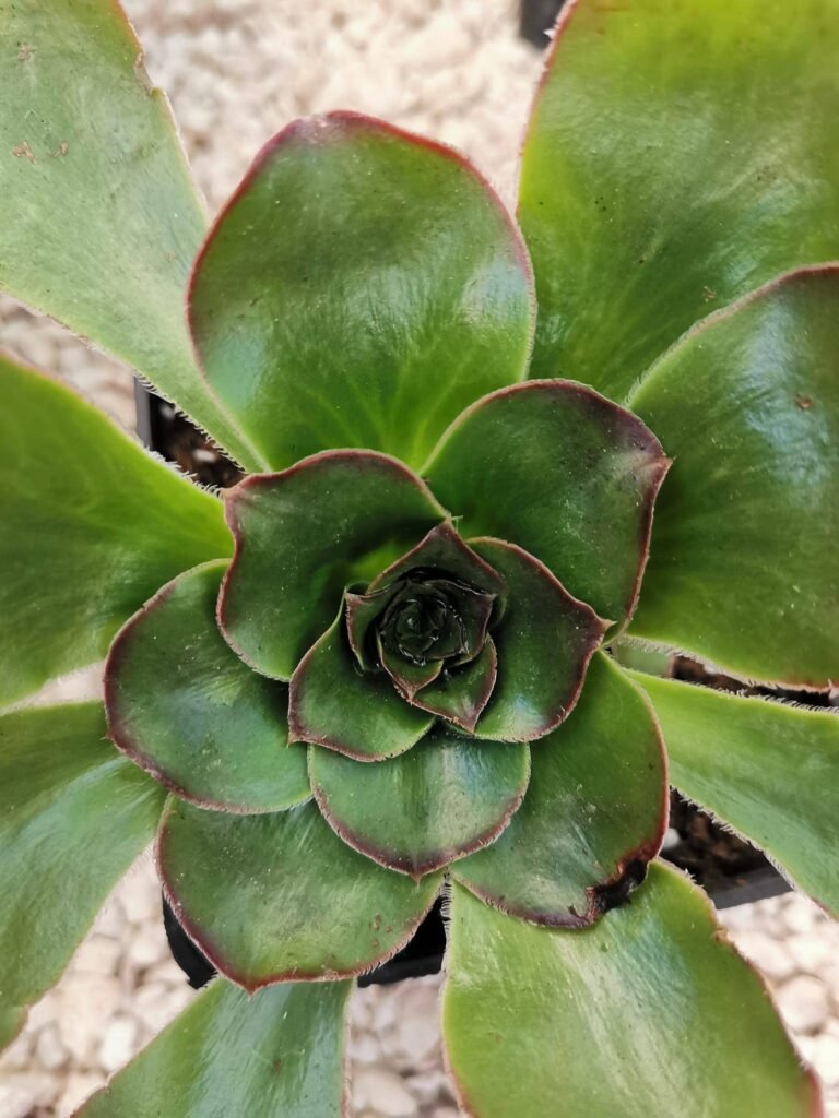 Aeonium Undulatum