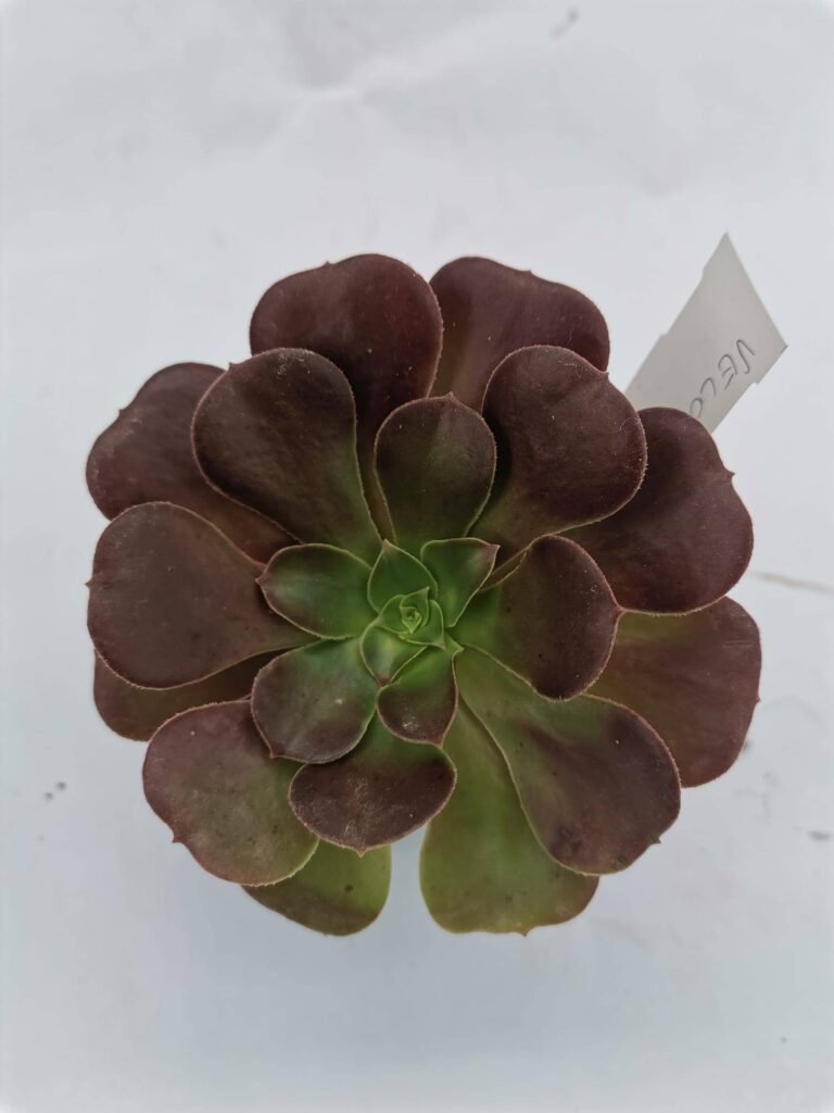 Aeonium Velour