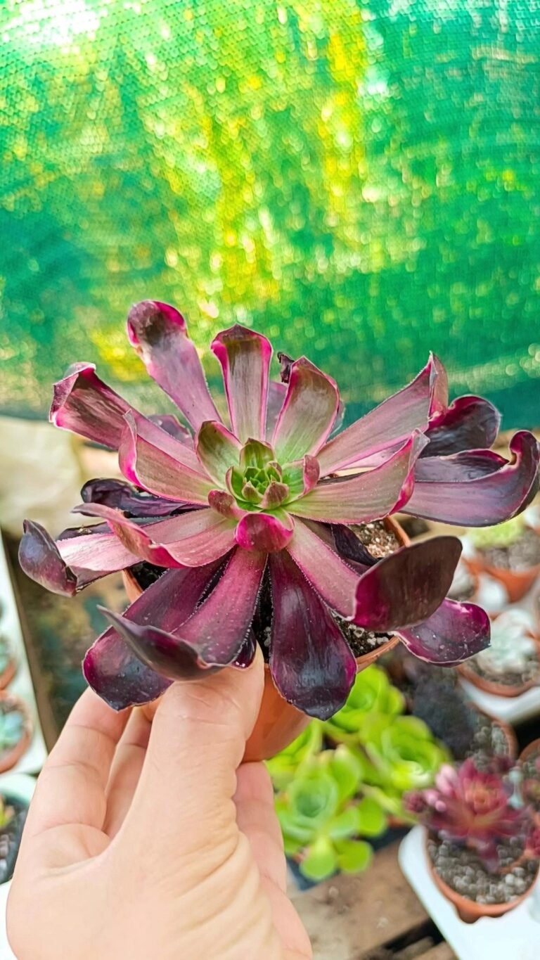 Aeonium woodoo Red Variegata korean