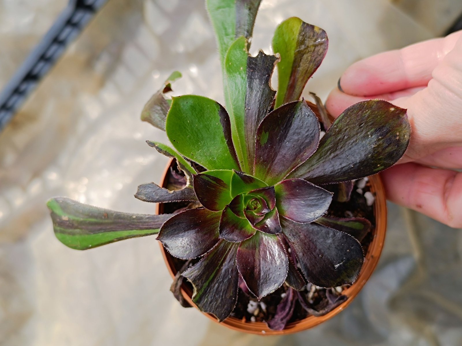 Aeonium woodoo big bang