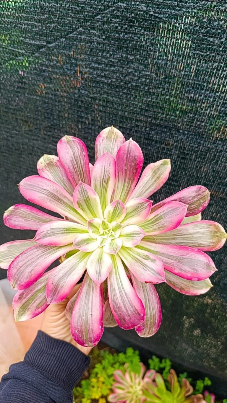 Aeonium wun Sha Variegata
