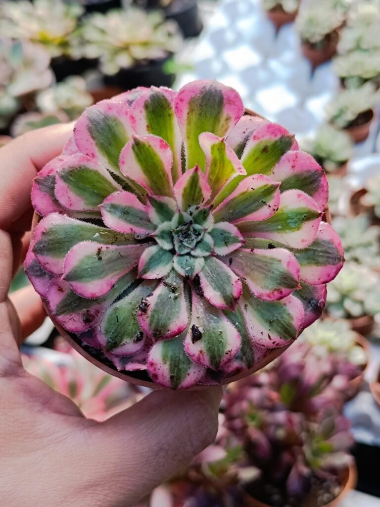 Aeonium Zwartkin Variegata Korean