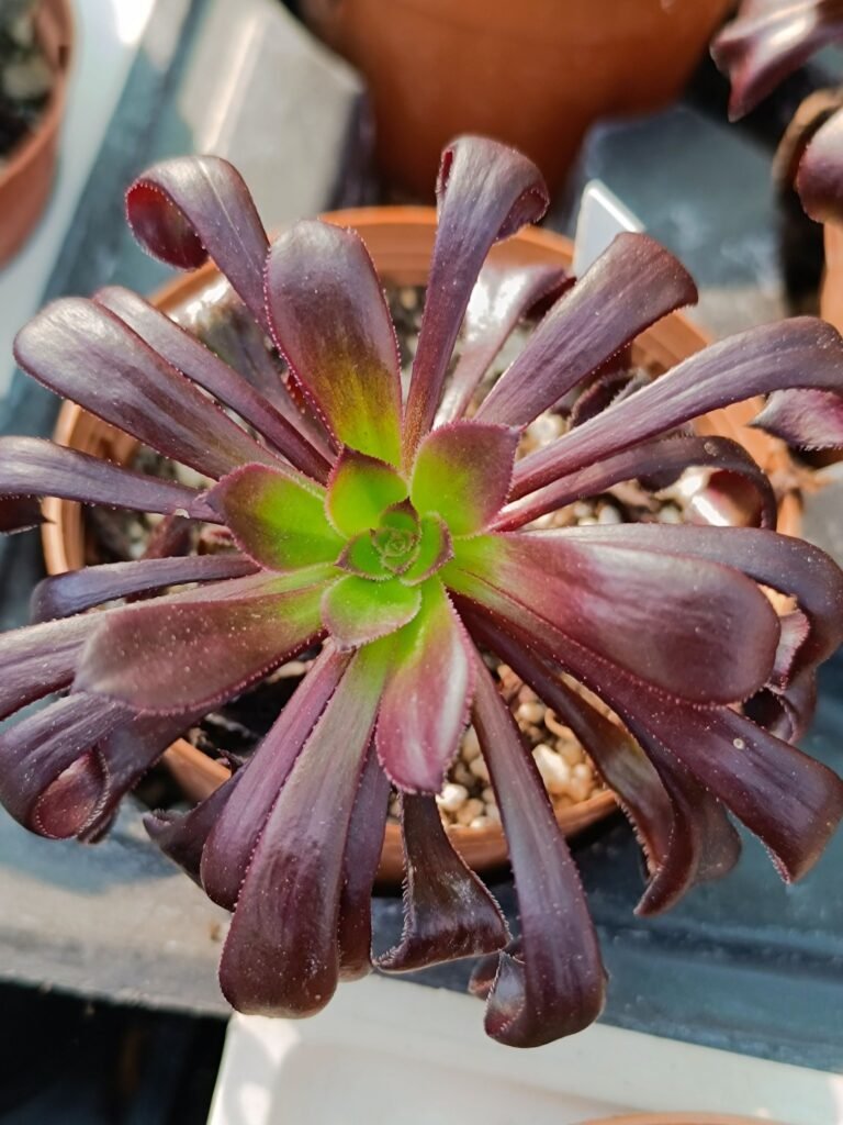 Aeonium Zwartkop