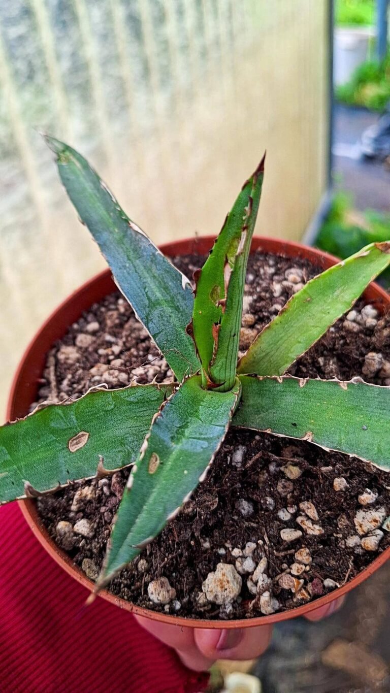Agave lophantha splendida