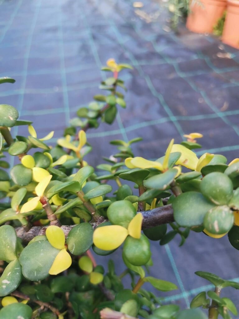Portulacaria Afra v. Lemon Big Size