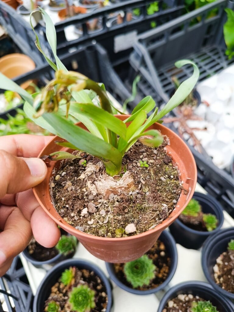 Albuca Concordiana
